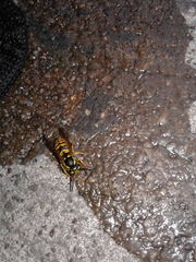 Vespula germanica