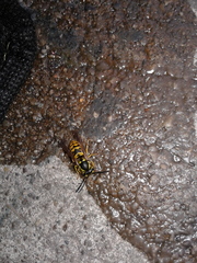 Vespula germanica
