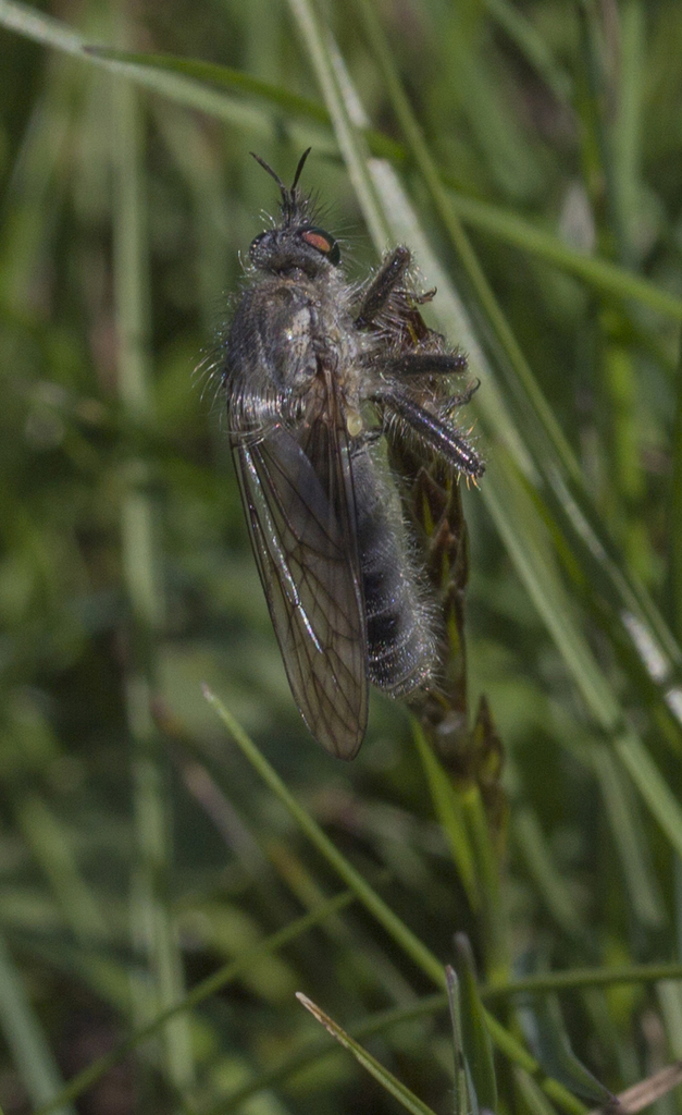 Hystrichopogon