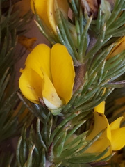 Aspalathus acanthes