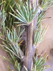 Aspalathus acanthes
