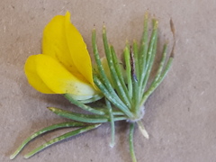 Aspalathus acanthes