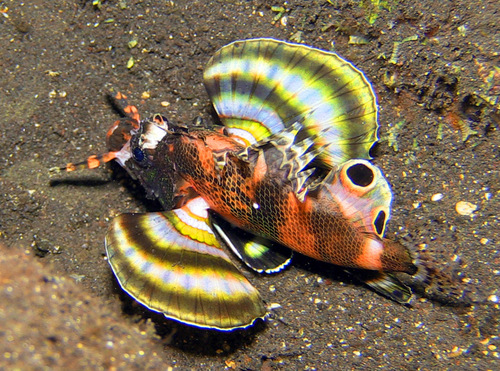 Bantol (Dendrochirus biocellatus) — Scorpaenidae — 4