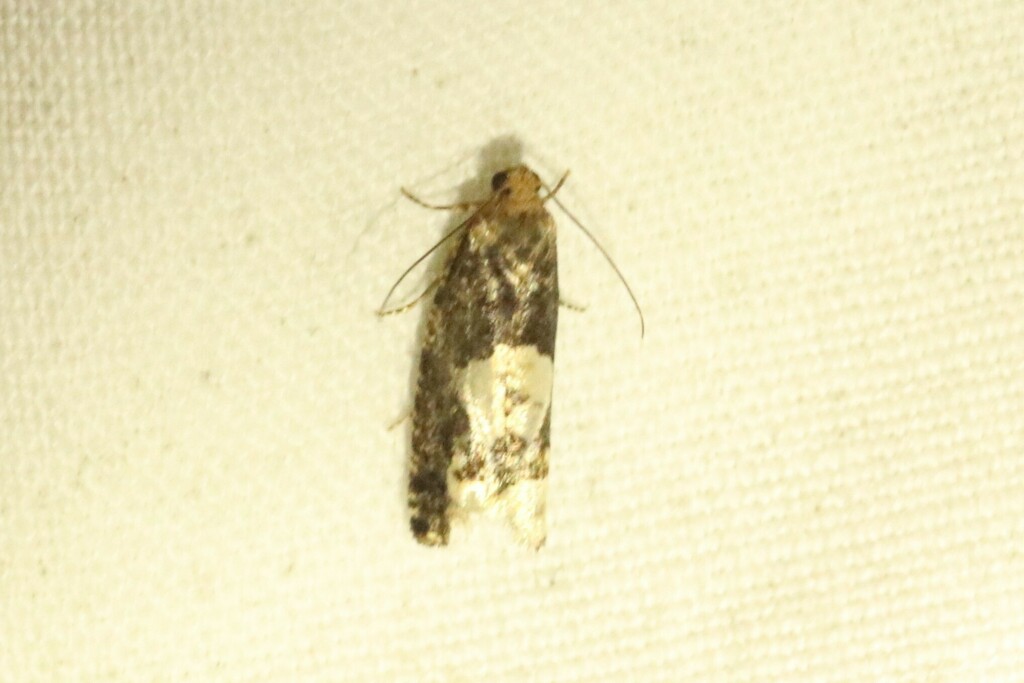 Birch Epinotia Moth from Pictou County, NS B0K, Canada on October 14 ...