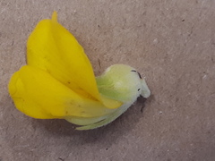 Aspalathus acanthes