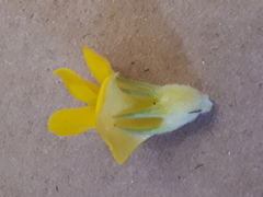 Aspalathus acanthes