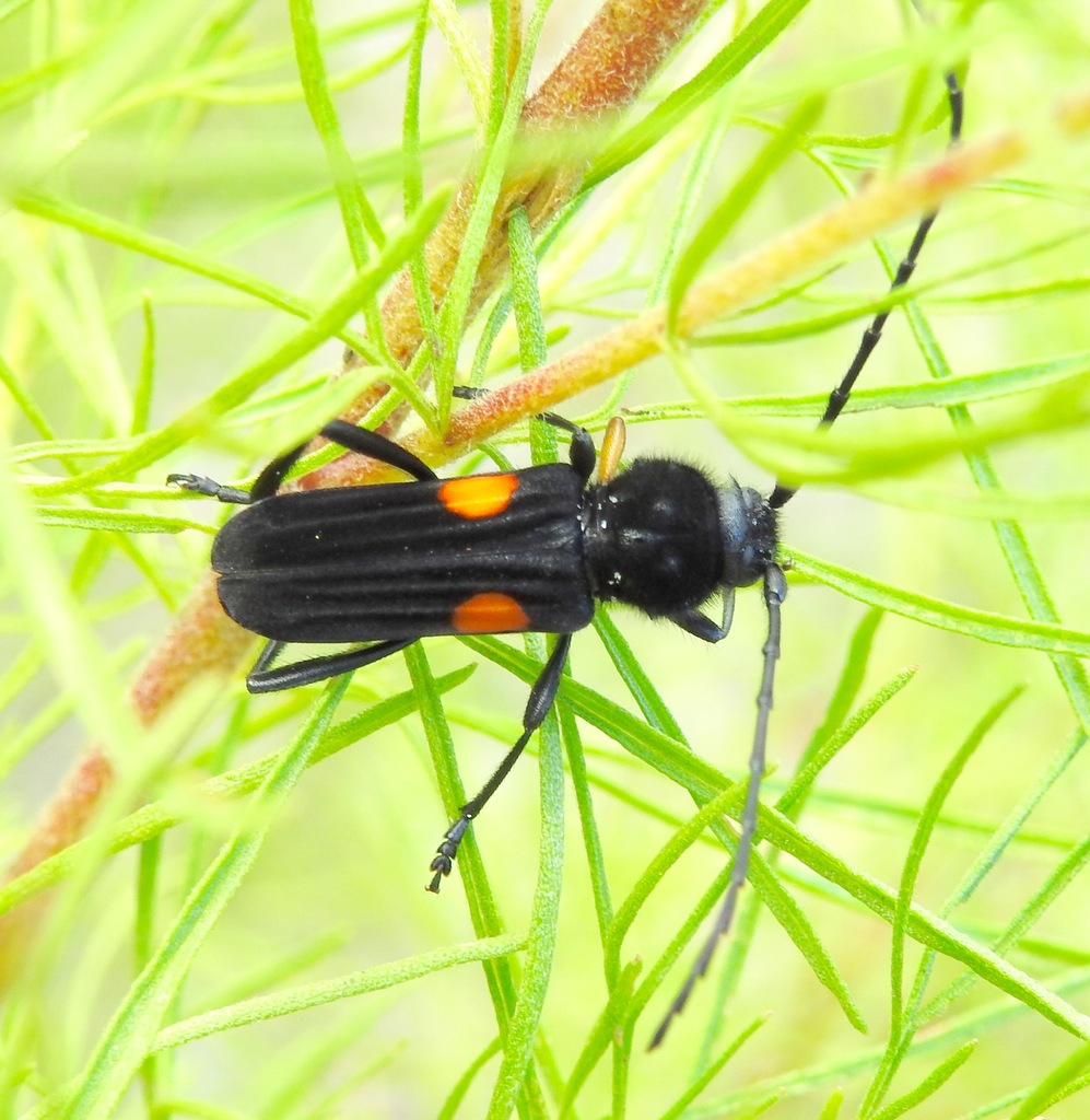 Tragidion coquus