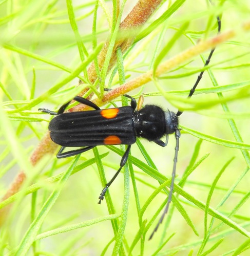 Tragidion coquus
