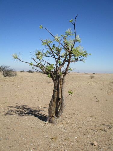 Moringa ovalifolia image