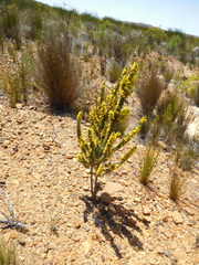 Aspalathus acanthes