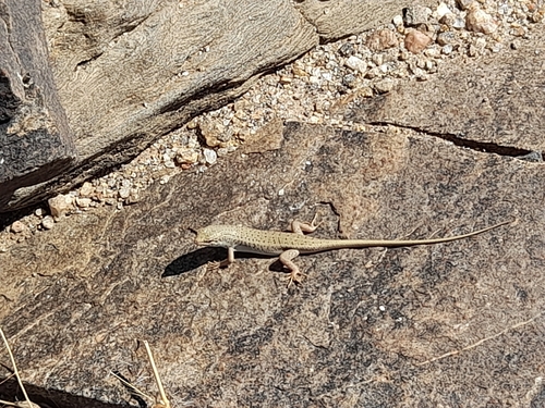 Hoesch's Mabuya, Trachylepis hoeschi