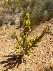 Aspalathus acanthes
