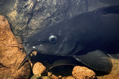 Black catfish (Neosilurus ater) — Plotosidae — 4