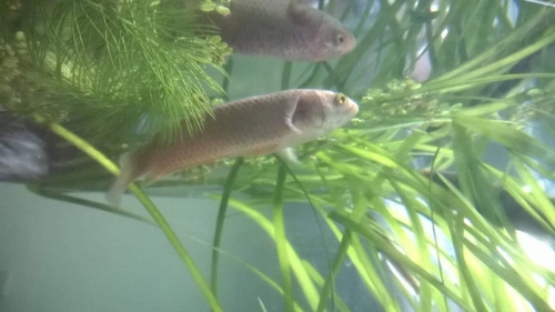 Manyspined Climbing Perch