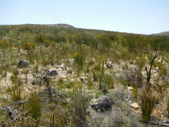 Aspalathus acanthes