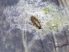 Parellipsidion latipenne