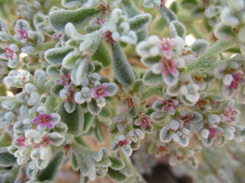 Image of Aizoon papulosum by no rights reserved