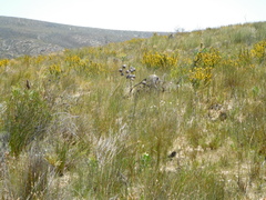 Aspalathus acanthes