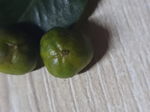 Pittosporum viridiflorum