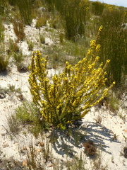 Aspalathus acanthes