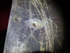 Parellipsidion latipenne