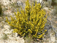 Aspalathus acanthes
