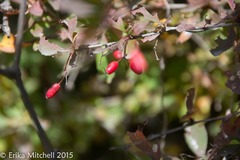 Berberis × ottawensis