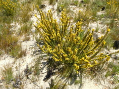 Aspalathus acanthes