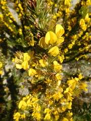 Aspalathus acanthes