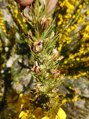 Aspalathus acanthes