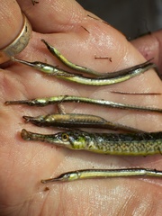 Syngnathidae