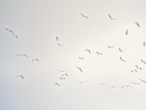 American White Pelican photographed in Kentucky