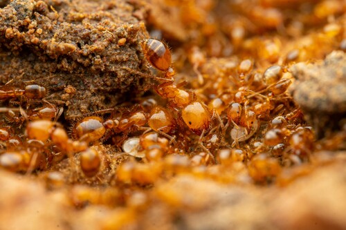 Golden Fire Ant photo 4