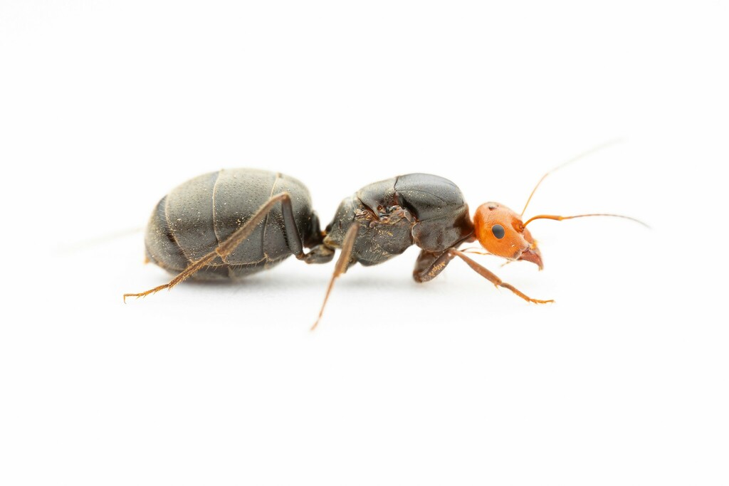 Myrmecocystus placodops