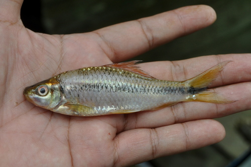 Osteochilus waandersii — Cyprinidae — 2