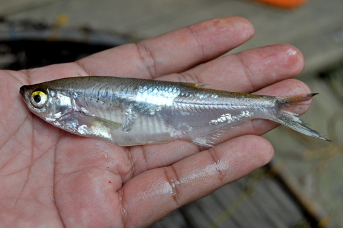 Glas-mesbuikkarper (Oxygaster anomalura) — Cyprinidae