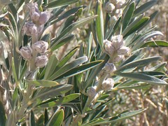 Chamaecytisus prolifer image