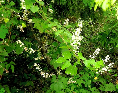 Paullinia fuscescens