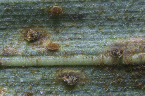 Sphaerellopsis filum observed 2023-02-08