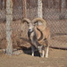 Severtzov's Argali - Photo (c) mrmuhna, some rights reserved (CC BY-NC)