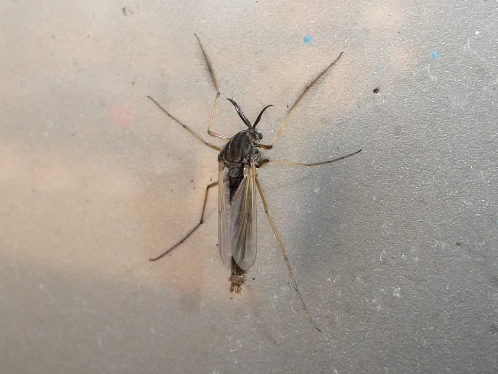 Anatopyniini