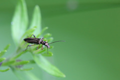 Oedemera barbara