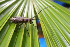 Pelargoderus rubropunctatus