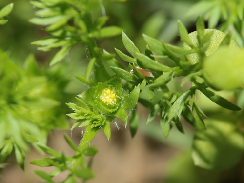 Soliva sessilis