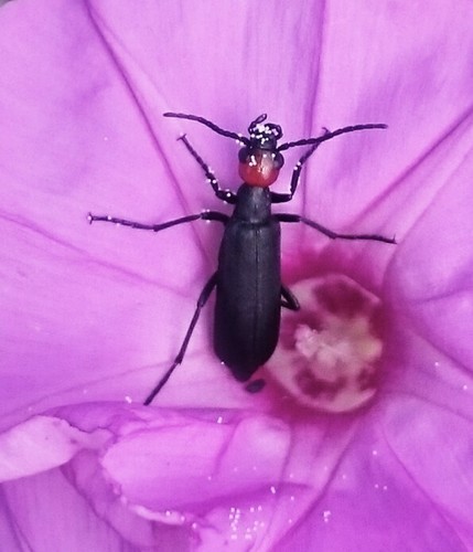 Red-headed Blister Beetle photo 5