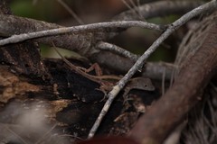 Anolis cybotes