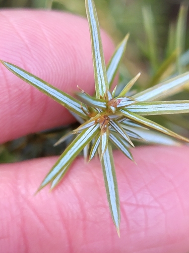 Paprastasis kadagys nuotrauka