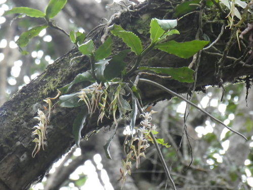 Cyrtorchis monteiroae