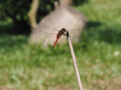 Tramea transmarina euryale