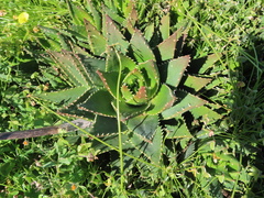 Aloe nobilis (Aloe nobilis)